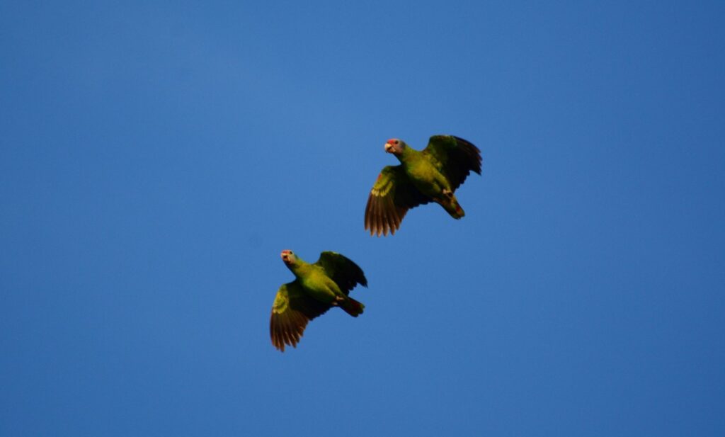 Amazona brasiliensis (papagaio-da-cara-roxa) 2 (Large)